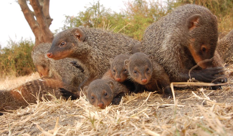 Tough early life makes wild animals live longer The Exeter Daily